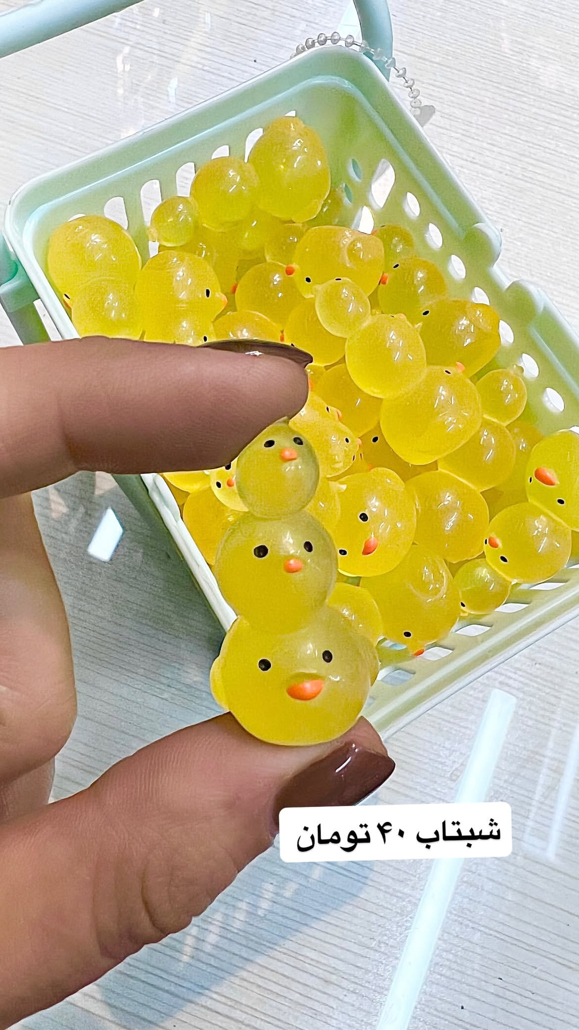 شب تاب جوجه